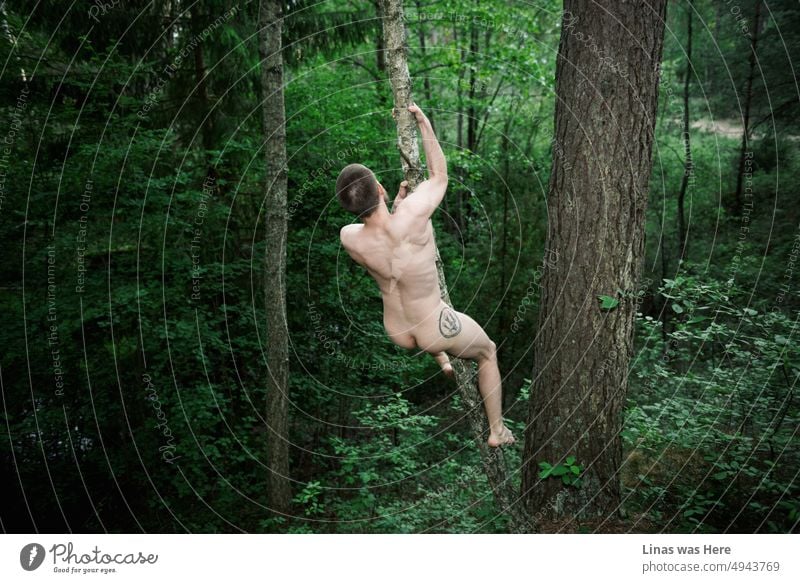 Ein wilder und nackter Junge klettert in diesen grünen Wäldern auf einen Baum. Er genießt den freien Geist des Sommers. Er zeigt seine Tattoos, Muskeln und seinen nackten Hintern.