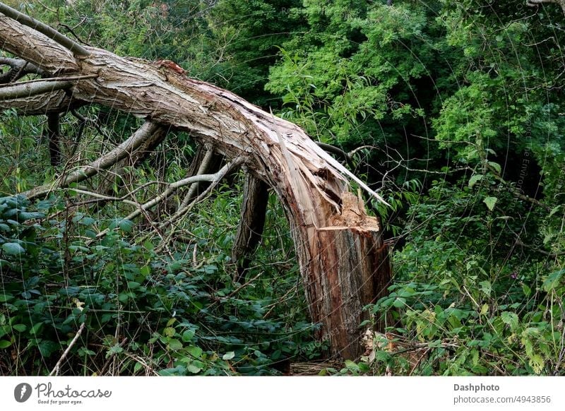 Alter gefällter und gebrochener Baum in einem Waldstück Baumstamm Kofferraum Holz Nutzholz Split Rinde Baumrinde Niederlassungen Ast Scherben geschnitten tot
