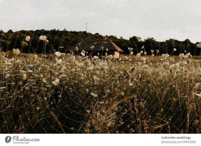 Ein Feld Detail mit wilden Blumen im Sonnenuntergang. Sommerliche Naturlandschaft in Europa. Grüne und weiße Vegetation, ein unscharfes Haus im Hintergrund. Raum kopieren.