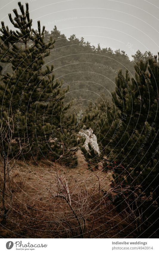 Detail eines Kiefernwaldes in den Hügeln. Herbst in den Wäldern. Vertrocknetes Gras, Pinienbäume und dunstiger Hintergrund. Kopierraum, vertikales Bild.