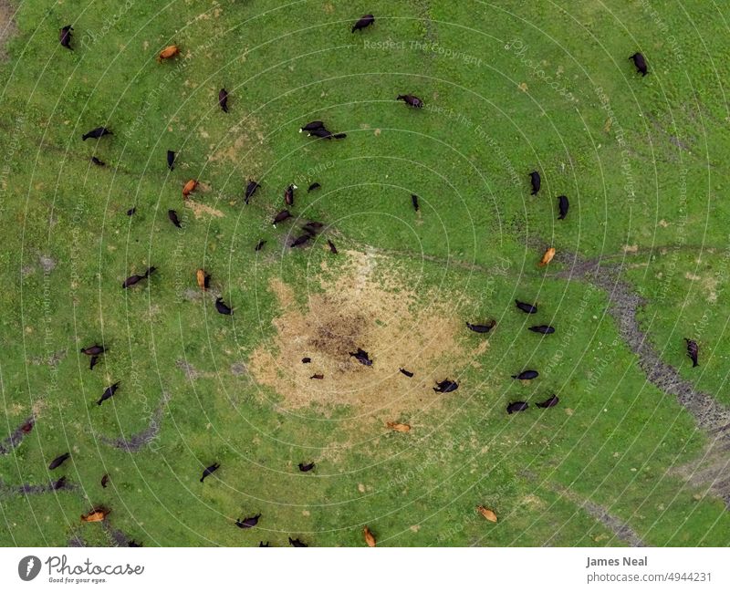 Ländlicher Bauernhof in Wisconsin mit Kühen auf dem Feld Gras Tiergruppe Haufen Herde Natur Rind Land Wiese braun Ackerbau Dröhnen nachhaltige Ressourcen