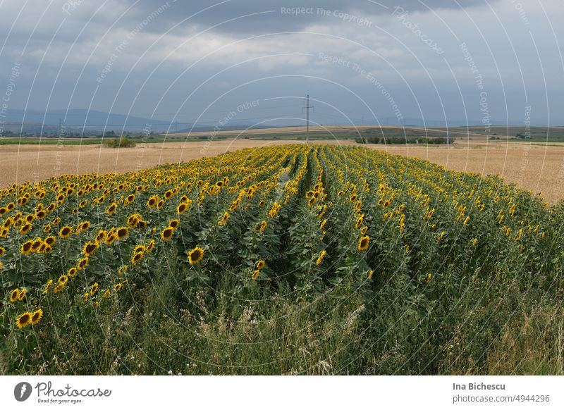 Ein Feld mit mehrere Sonnenblumen die sich zum Horizont hin reihen. Sommer Natur gelb Blume Außenaufnahme Blüte Landwirtschaft Landschaft Ackerbau Plantage