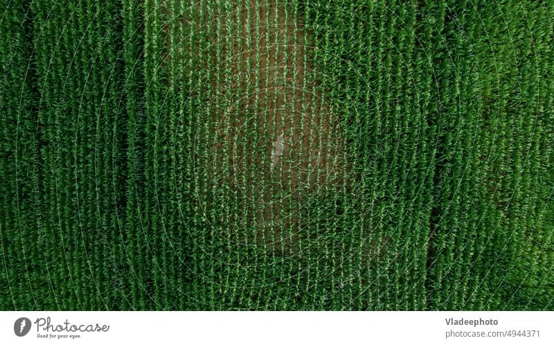 Luftaufnahme eines Maisfeldes Feld Landwirtschaft Antenne Bauernhof grün ländlich Ackerbau Pflanze Wachstum Landschaft Sommer Reihe Textur Ackerland Ansicht Top