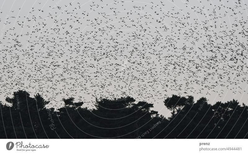 Stare Schwarm Tier Außenaufnahme Vogel Starenschwarm Fischland-Darß-Zingst Baum Landschaft Natur Ostsee