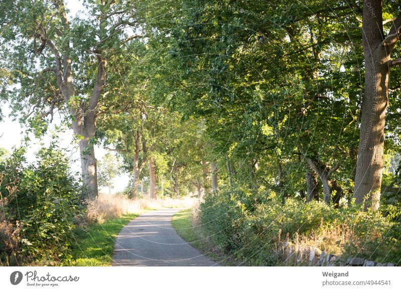 Asphaltierter Weg entlang des Waldes Waldweg Bäume Sonne Sonnenlicht Wanderweg Biegung Kurve Spazierweg Allee Lichtdurchflutet Ostsee Ausflug Nordsee