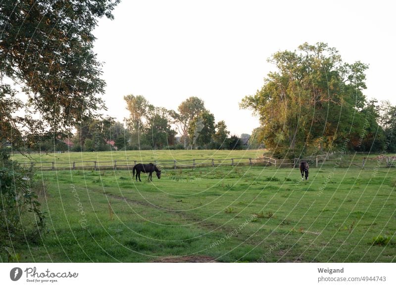 Pferde auf der Weide Bauernhof Landleben Idylle grün Schleswig-Holstein Reiten Reiterhof pferdehof
