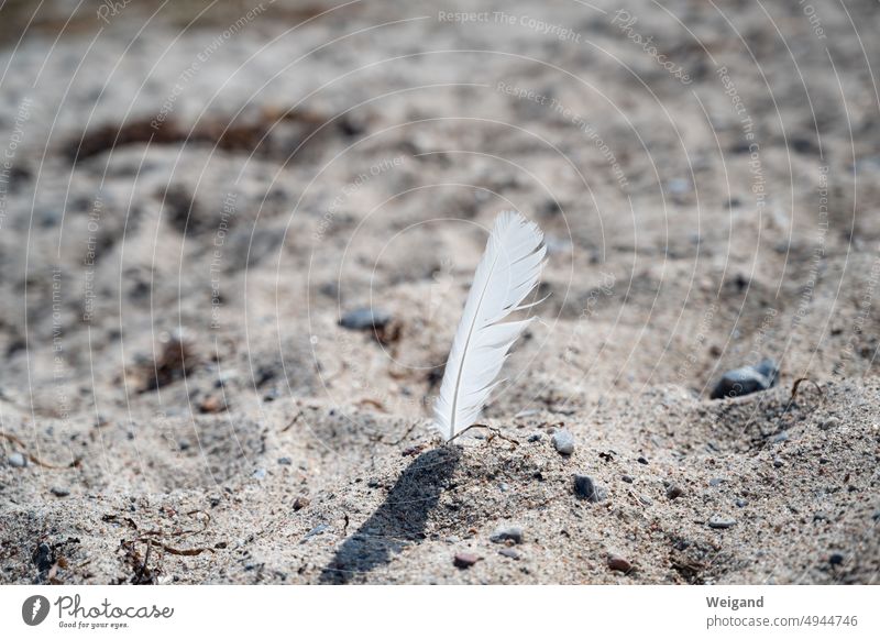Weiße Feder steckt im Sand Sandstrand Stillleben Stimmung Poesie Strand Ostsee Nordsee Urlaub atmosphärisch Hintergrundbild Strandurlaub