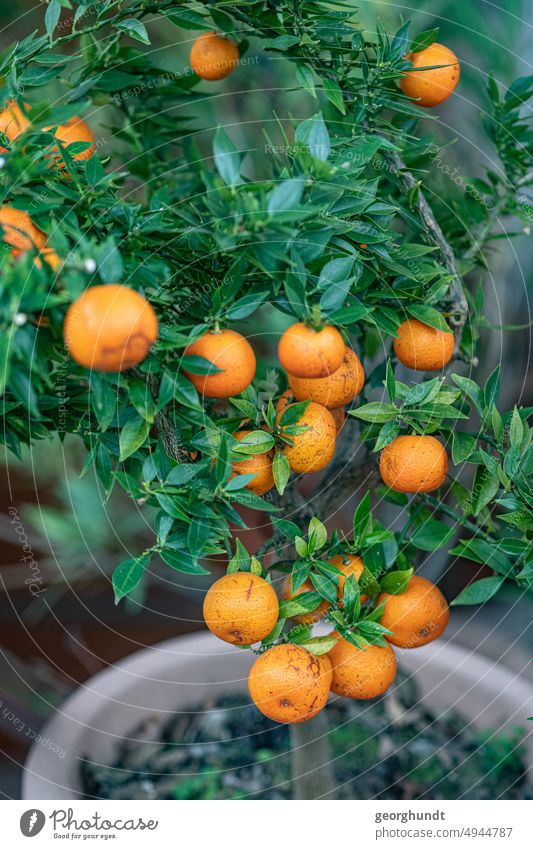 Orangenbaum in einem Topf, Pommeranze pommeranze orangenbaum topfbaum eingetopfter baum mandarine bitterorange apfelsine zimmerpflanze zimmerbaum