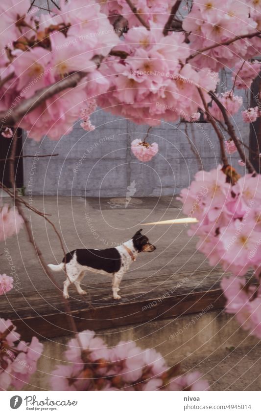 Jack Russel Terrier unter einem Kirschblütenbaum Jack-Russell-Terrier jack russell Hund Hundeliebe Vintage Haustier Tier weiß klein 1 braun niedlich Glück