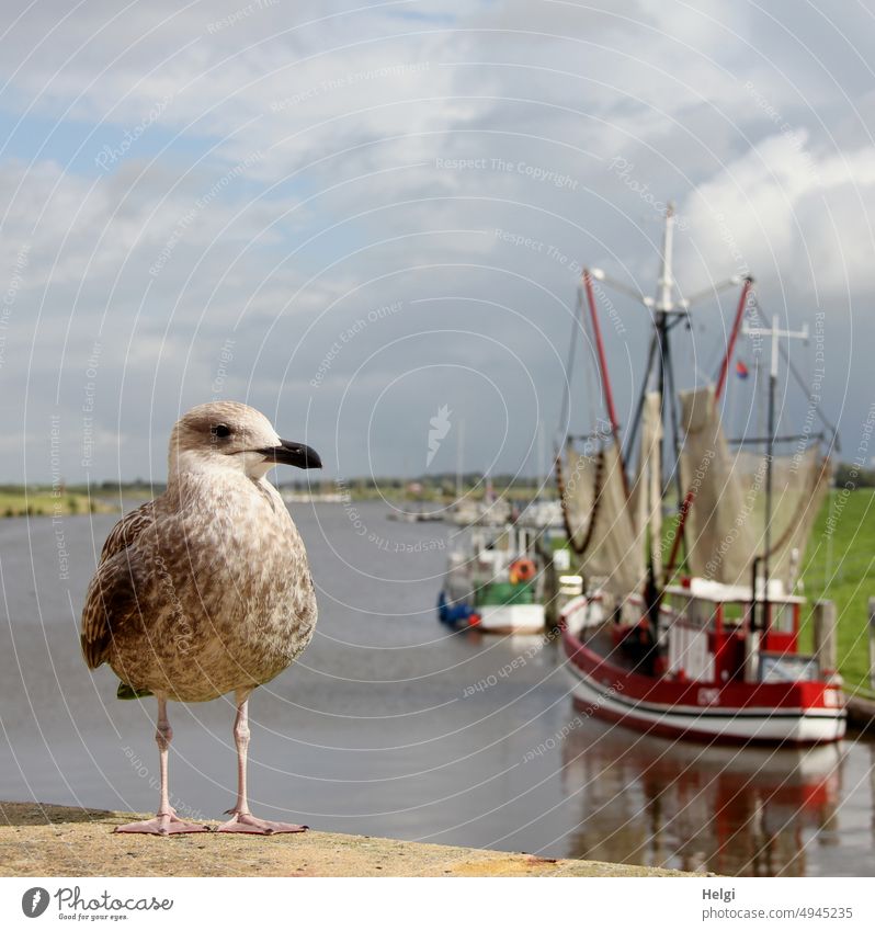 Hafenwächter - Junge Möwe steht auf einer Mauer im Hafen, Im Hintergrund  ein Krabbenkutter und weitere Schiffe auf dem Wasser Jungvogel Greetsiel Himmel Wolken