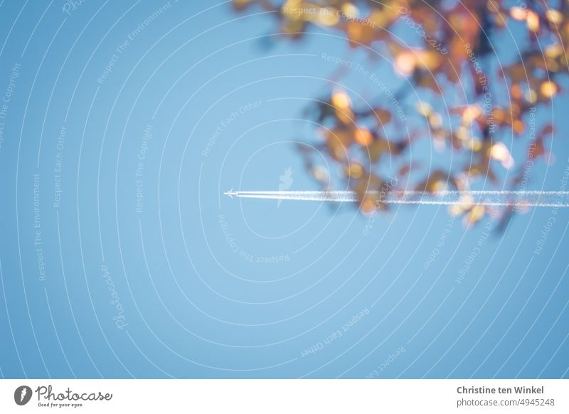 Auf dem Weg in den Herbsturlaub. Flugzeug mit Kondensstreifen am blauen Himmel, gesehen durch einen herbstlich verfärbten Zweig am Baum. Fernreise Herbstferien