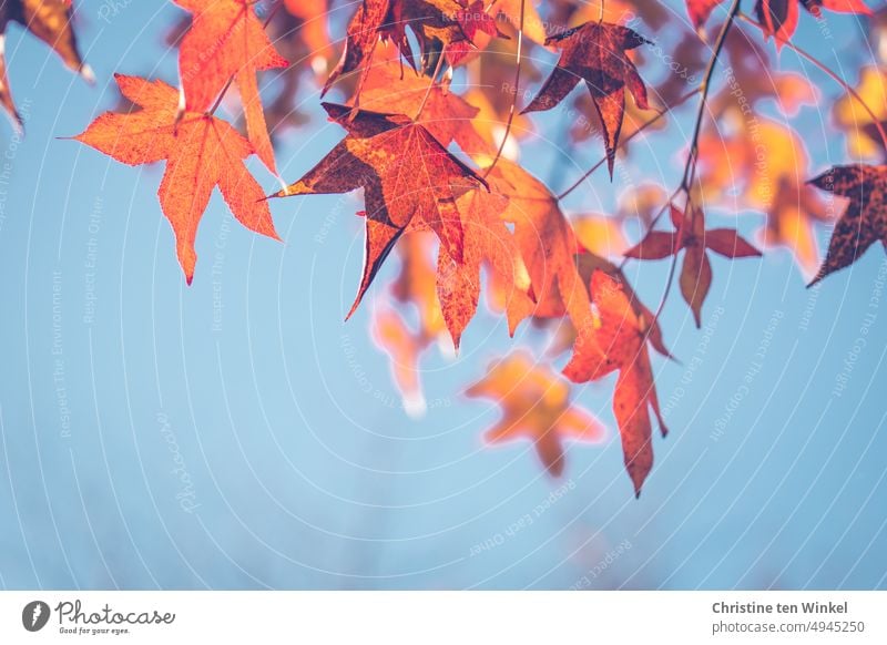 Herbstlich verfärbte Blätter am Amberbaum und darüber der blaue Himmel Herbstfärbung bunte Blätter Herbstlaub filigran Zweige u. Äste Blick nach oben herbstlich