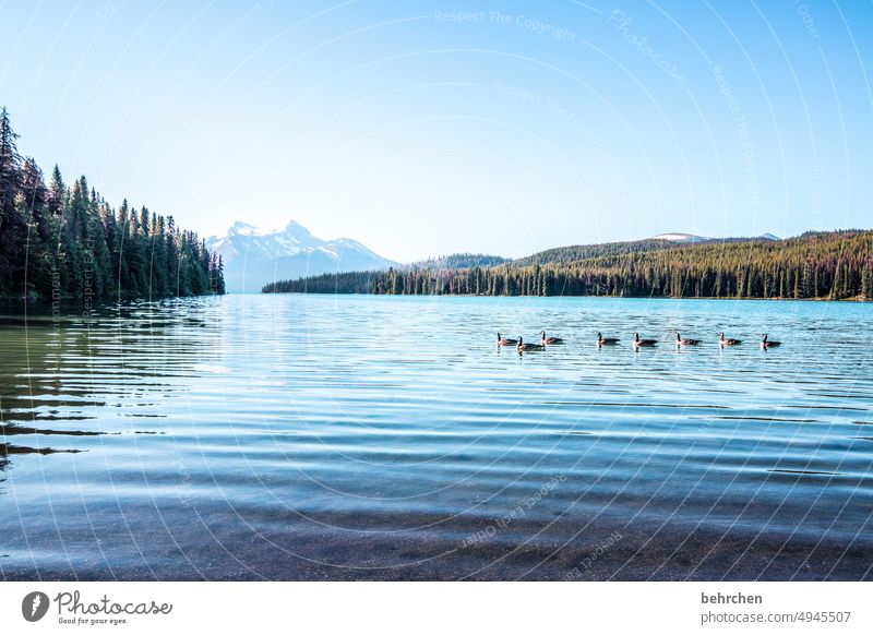 maligne lake Maligne Lake See beeindruckend Rocky Mountains Fernweh Ferien & Urlaub & Reisen Freiheit Wald Ferne Menschenleer Farbfoto Kanada Abenteuer