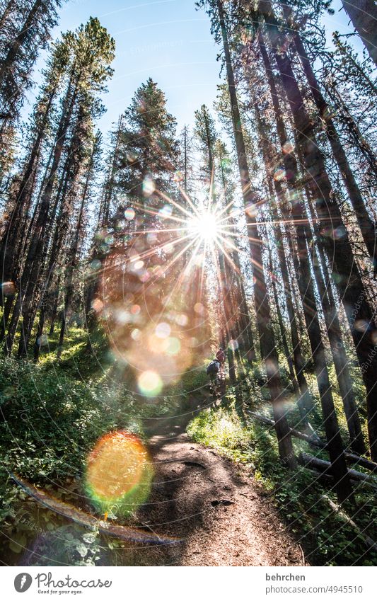 kunterbunt | sonnenflecken Fernweh fantastisch besonders Ferien & Urlaub & Reisen Wald Kanada Bäume Landschaft Nordamerika Natur Abenteuer Freiheit Umwelt
