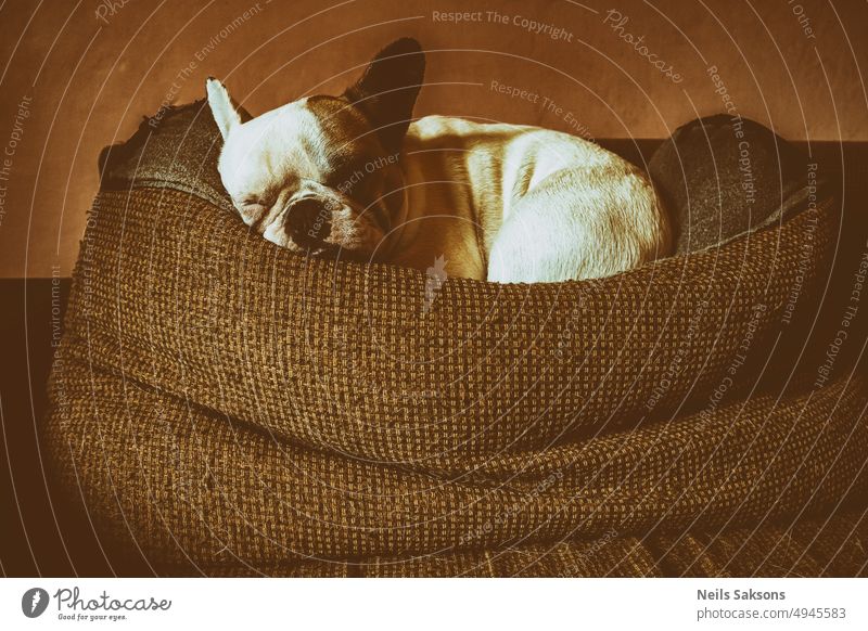 weiße süße französische Bulldogge schläft auf Kissen auf Couch Vintage-Look erstaunlich Tier großes Kopfkissen Eckzahn bequem Hund Zaunlatte Freund