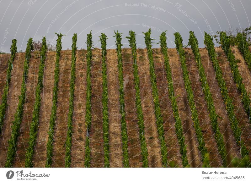 Weinberg: die Trauben sind reif Traubenlese Weinbau grün Natur Herbst Weintrauben Geometrisch Linien graphisch Grün-braun Farbe Ordnung Vorfreude Landschaft