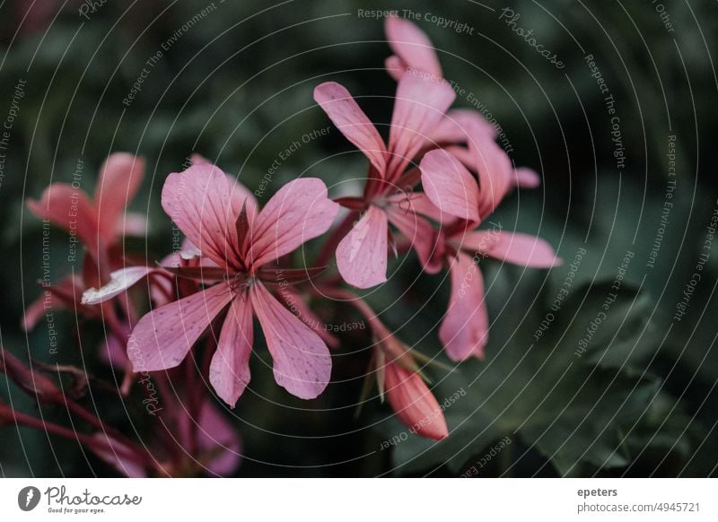 Blüten einer Hänge-Geranie (Pelargonium peltatum) geranie Geranien Blume draußen Natur pink dunkel Trauer trauerkarte Pflanze Pflanzenteile Blühend Blütenblatt