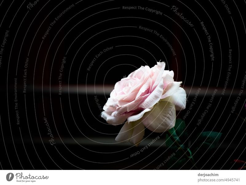 Eine wunderschöne Rose, von der Seite mit dunklem Hintergrund aufgenommen. Rosenblüte Pflanze Blühend Blüte Romantik Farbfoto Blume Menschenleer natürlich