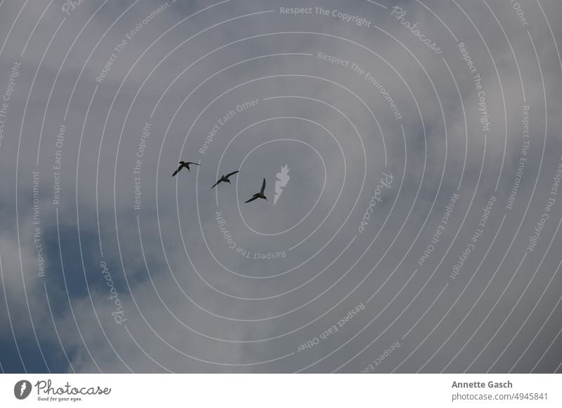 Zugvögel auf der Reise Vögel Himmel tiere fliegen Schwarm Vogelschwarm Zugvogel Tiergruppe Vogelflug gänse
