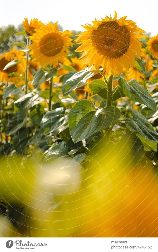 Sonnenblume Sonnenblumen Sonnenblumenfeld geblümt Sommer Spätsommer blüht Blühend Blütenblätter Korbblütler Korbblütengewächs Asteraceae gelb orange