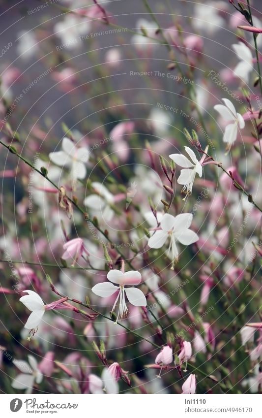 Prachtkerze Pflanze Blume Staude Zierpflanze Dauerblüher Gaura lindheimeri Blüte Sorten weiß rosa krautig