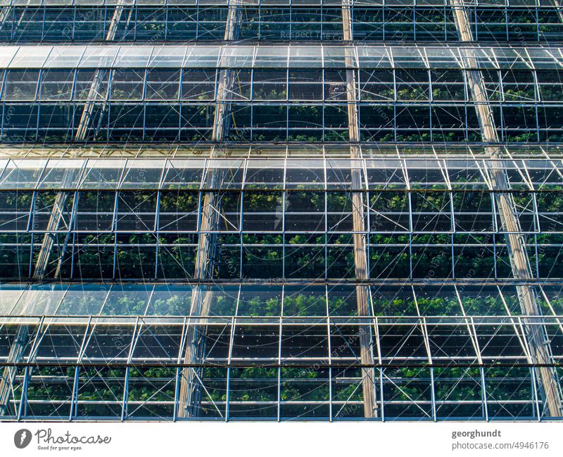 Ein GärtnereiDachFoto Gewächshaus gärtnern Frühbeet VEG VEB Scheibe Glas Pflanzen Pflanzenzucht anzucht Glasdach Aufsicht Draufsicht Drohne grün Dunkelgrün