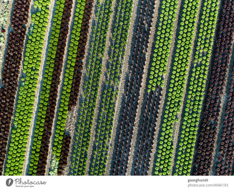 Blick von oben direkt auf ein Feld mit Salaten und Kohlköpfen in grünen und rotbraunen Reihen. Acker Landbau Anbau Ernte Ackerbau Drohne Luftbild Anbaureihe