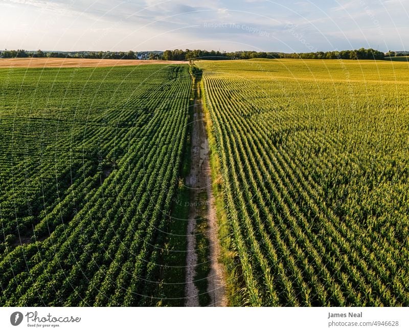 Trennungsstraße zwischen den Feldern Horizont sonnig Kies Natur Land Wiese Hintergrund einspurige Straße Ackerbau Pflanze Dröhnen nachhaltige Ressourcen