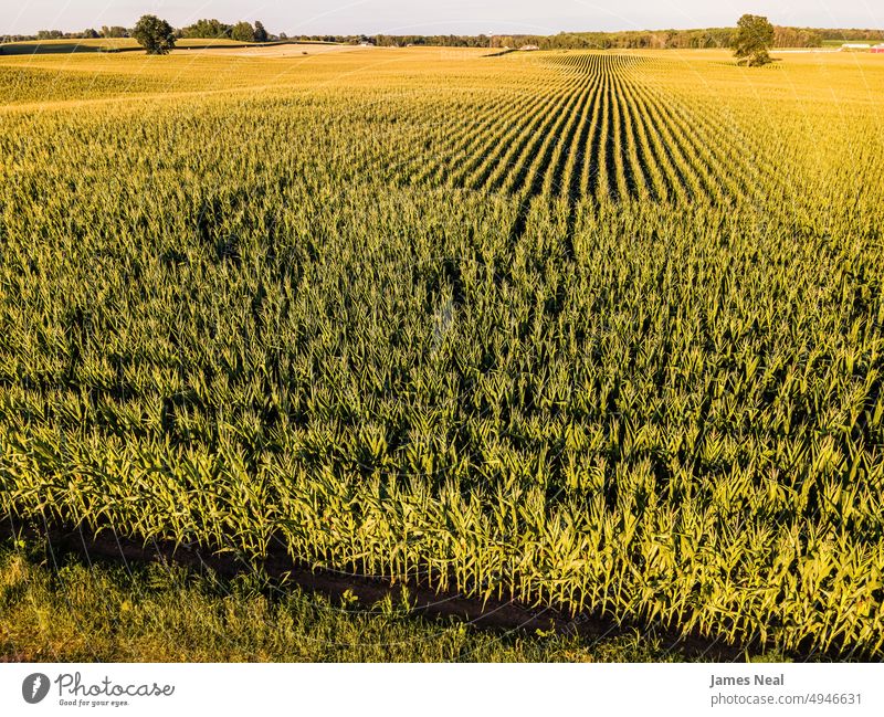 Erhöhte Ansicht der Farmlandschaft Horizont sonnig natürlich Natur Tag Wiese Hintergrund Ackerbau Pflanze Dröhnen nachhaltige Ressourcen Wachstum Fotografie
