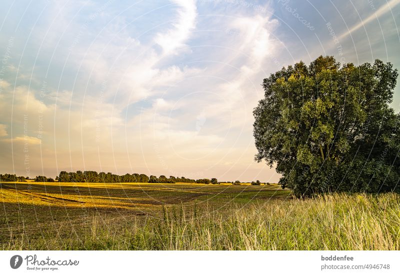 Barther Umland, abgeerntete Maisfelder, eine Baumgruppe am rechten Bildrand wirft lange Schatten am Abend, hügeliges Gelände, Wolken von der Sonne am Horizont schon zart orange angestrahlt.