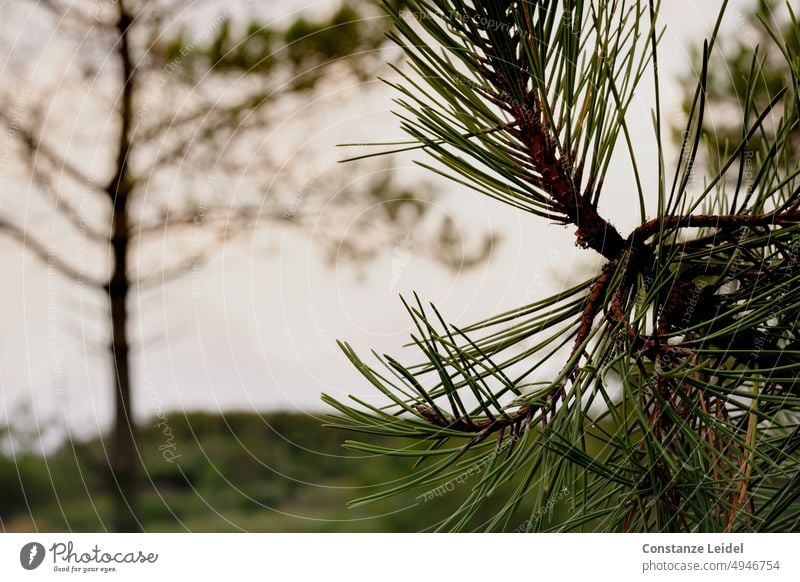 Scharf abgebildete Kiefernnadeln mit unscharfem Baum im Hintergrund. Kiefernadeln Wald Natur grün braun Herbst Unschärfe Holz Landschaft Nahaufnahme