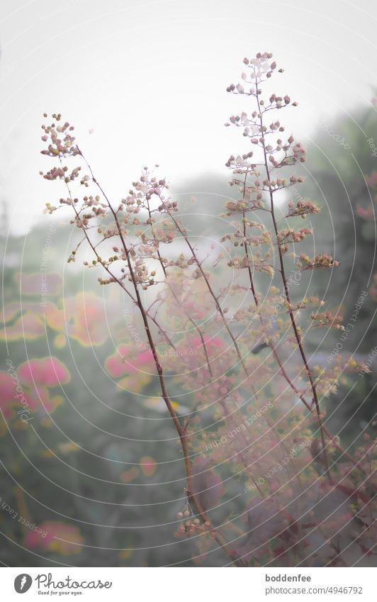 Blütenstände des Purpurglöckchen vor roten Hortensien, geringe Schärfentiefe, grauer Abendhimmel Natur Garten Pflanze Staude matte Farben grau-grün-rot Sommer