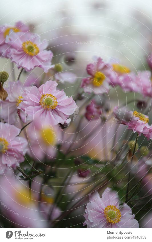 rosa Blüten pastellrosa Blumenstrauß leuchten Cosmea Duft Garten Pflanze Korbblütler Schmuckkörbchen weich zart garten Zierpflanze Außenaufnahme Staude