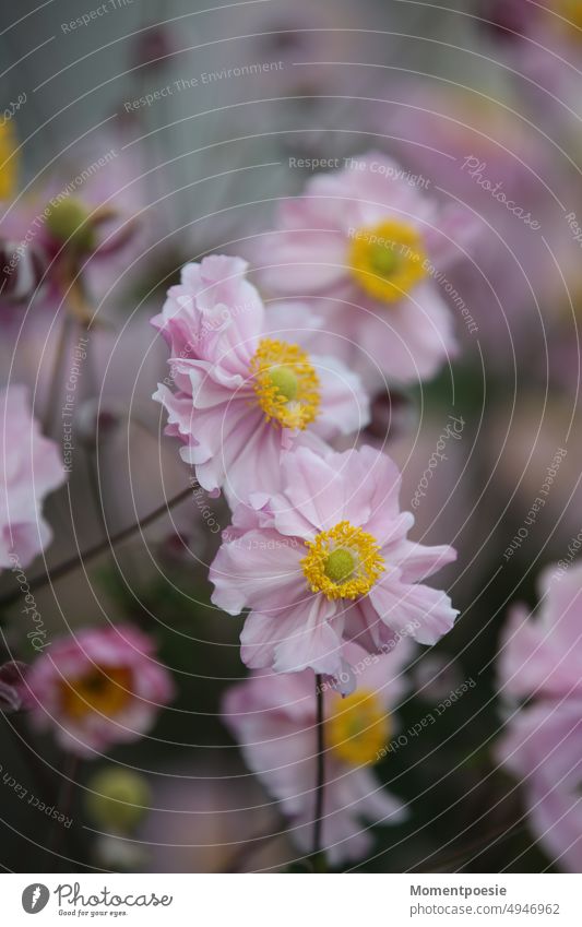 rosa Blumen Blütenmeer Staude Pflanze Natur Nahaufnahme Außenaufnahme Garten Blütenstand blühen schön mehrjährig gelb Zierpflanze Duft Herbstanemone