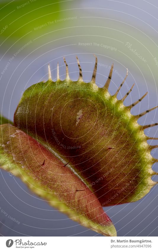 Fangblatt der Venusfliegenfalle, Dionaea muscipula, Droseraceae (Sonnentaugewächse), gut sichtbar die Auslösepunkte des Fallenmechanismus Nahaufnahme