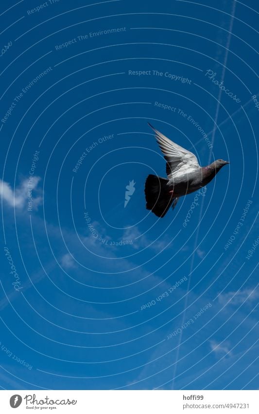 Taube im Flug vor blauem Himmel mit Kondensstreifen fliegen Vogel Flügel Freiheit Symbole & Metaphern Zeichen weiß Tier Schnabel Menschenleer frei Wildtier