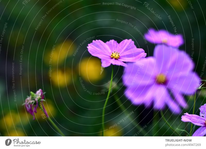 Cosmea, Schmuckkörbchen, Cosmos bipinnatus, lila violettes Leuchten, teilweise schon verblüht, grün und gelb unscharf der Garten Hintergrund Lila leuchten