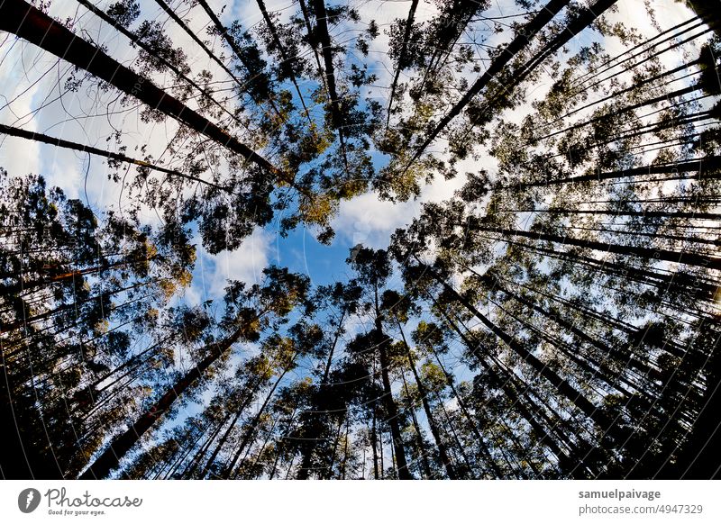 Wald Bäume Natur Kofferraum Holz Eukalyptus