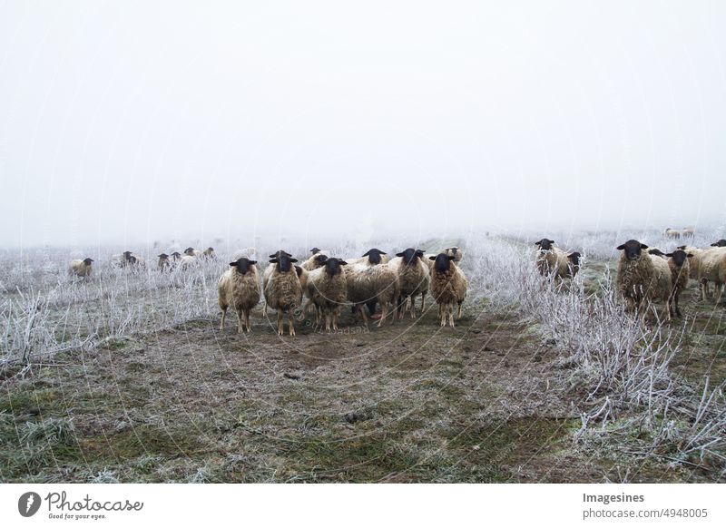 Weidetiere. Unkrautbekämpfung mit Schafen. Schafherde in einer Aronia Sträucher Plantage von Apfelbeere - Früchte. eisiger Regensturm mit Nebel in der frostigen Winterlandschaft