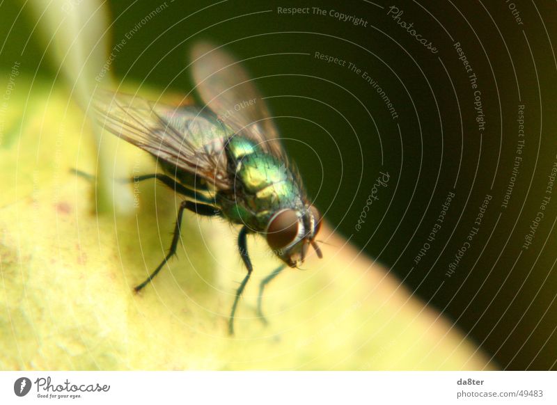 Fliege in freier Wildbahn grün glänzend Insekt Makroaufnahme Flügel Beine