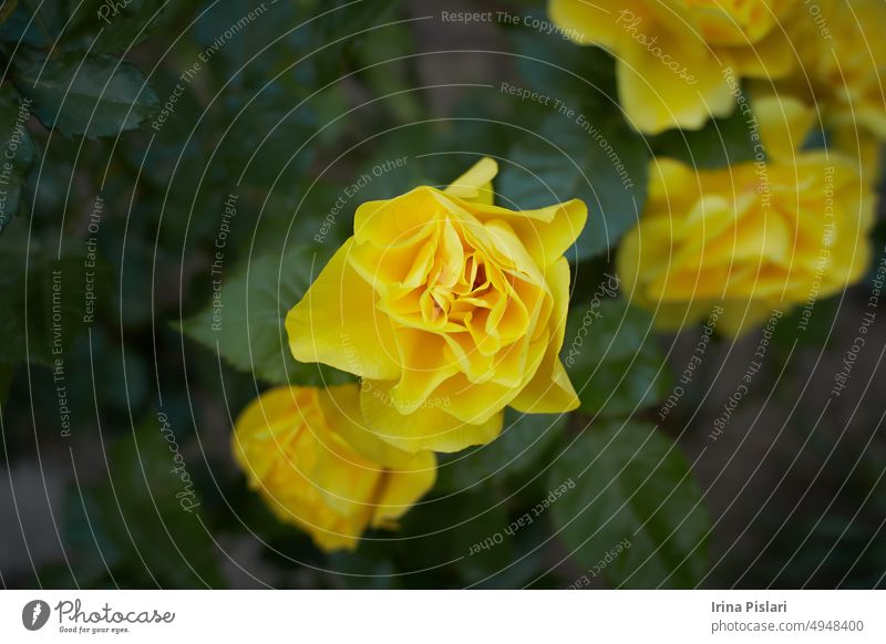 Eine Rose im Knopf mit einer gelben Farbe. Tagesaufnahme, draußen und ohne Charakter. Vorderansicht. 2020 Herbst Hintergrund schön Schönheit Blütezeit