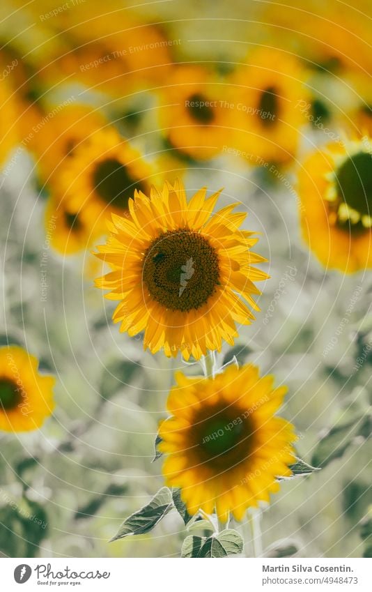 Sonnenblumen erhalten die schöne Nachmittagssonne abstrakt Ackerbau Hintergründe Überstrahlung Blüte verschwommener Hintergrund hell Nahaufnahme Sammlung