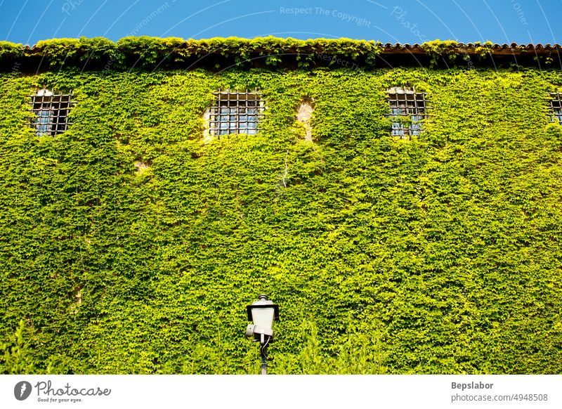 Mit grünem Efeu bewachsene Fassade des Schlosses St. Giusto, Triest San Giusto Hügel absorbiert Überfluss Biodecke Umwelt fluten Laubwerk Wald Burg oder Schloss
