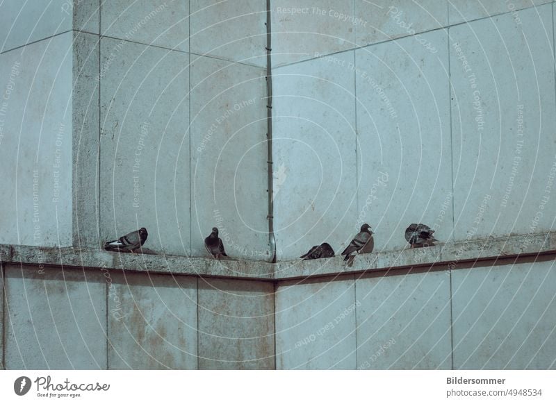 Tauben im Stadtbild Vögel Vogel Beton fliegen Felsentaube Flügel Tierleid Hunger Feder Fassade Hausmauer Tierschutz grau