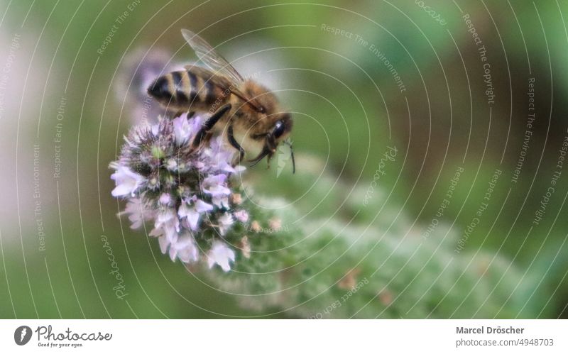 Biene auf einer Pfefferminzblüte, canon eos m50 15 - 45mm Bienen, biene, Natur, bee, Pflanzen, m50, Garten, Bee Canon eos M50 Insekt Blüte Macroaufnahme