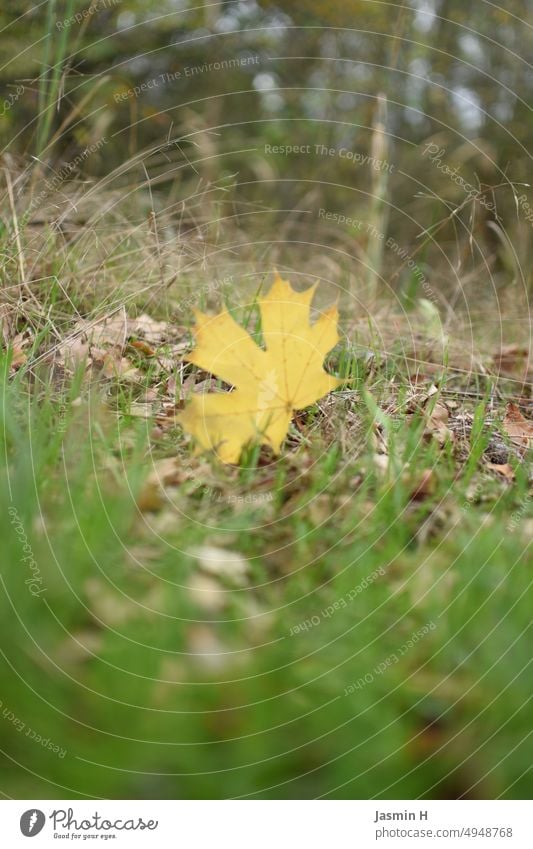 Gelbes Blatt im Gras gelbes Blatt Herbst Natur grün Außenaufnahme Farbfoto Menschenleer herbstlich Herbstlaub Herbstfärbung Herbstbeginn Tag Vergänglichkeit