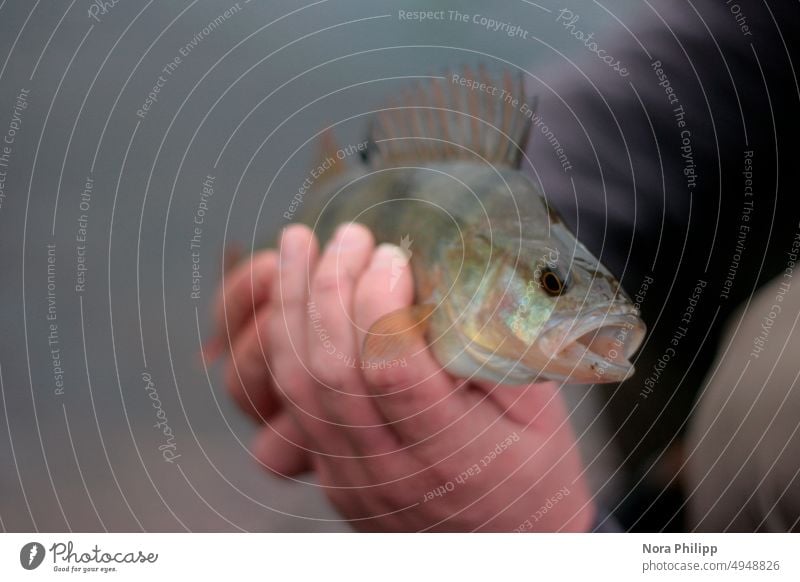 Blubber di Blubb Fisch Barsch Angeln Wasser Tier Freizeit & Hobby Angler Farbfoto Fischereiwirtschaft Außenaufnahme fangen Ernährung Natur Hände Nahaufnahme