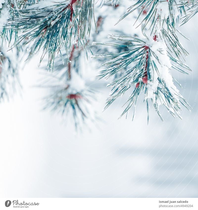Schnee auf der Kiefer Blätter im Winter Saison, weißer Hintergrund Kiefernblätter Niederlassungen Blatt grün Eis Frost frostig gefroren weiße Farbe Natur
