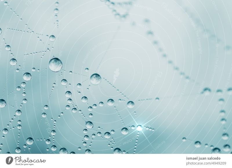 Regentropfen auf dem Spinnennetz in der Regenzeit, blauer Hintergrund Netz Natur Tropfen Tröpfchen regnerisch hell glänzend im Freien abstrakt texturiert Wasser