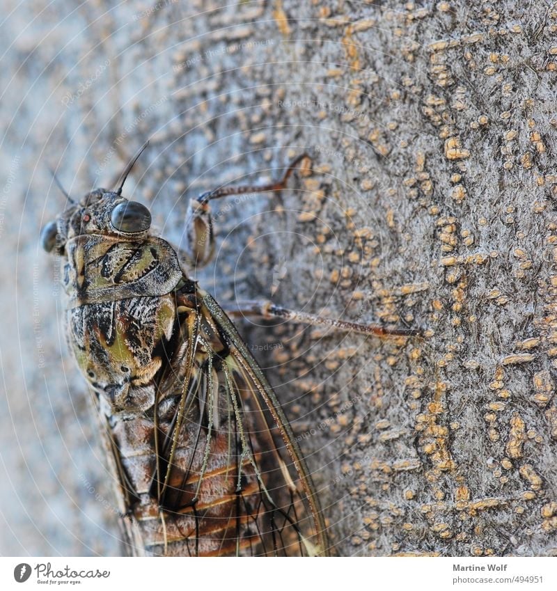 Zikade III Tier Italien Kalabrien Europa Insekt 1 Natur Baumrinde zirpen Farbfoto Außenaufnahme Makroaufnahme Menschenleer Textfreiraum rechts Porträt